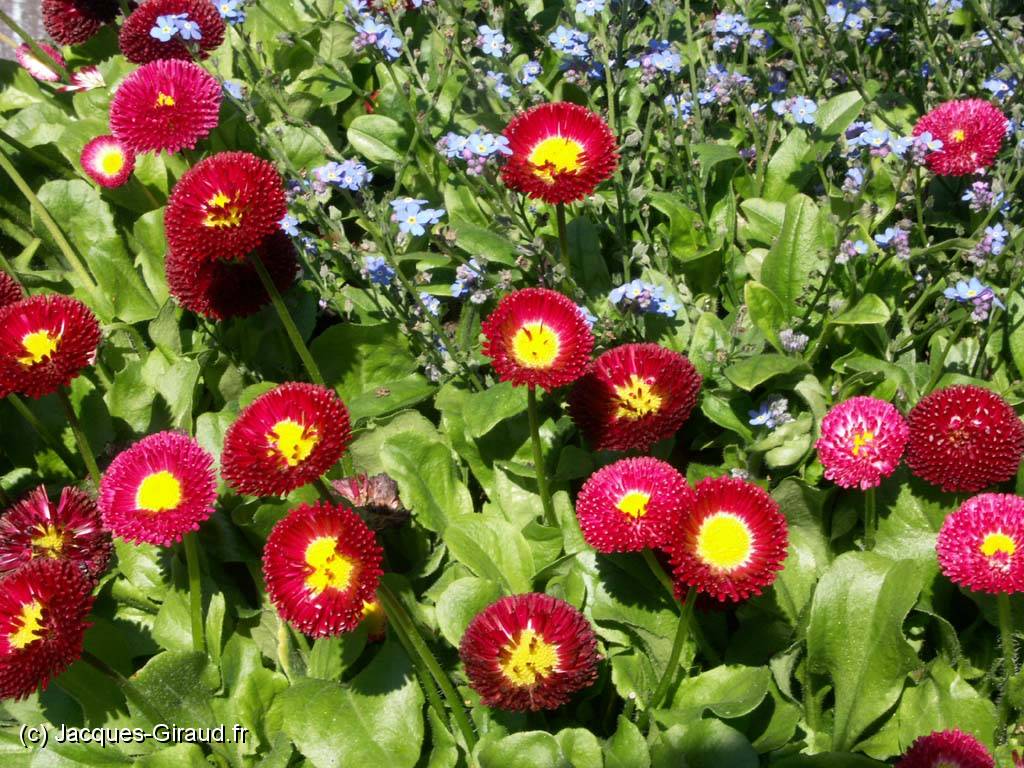 2005-04-22 11-18-03 Europa--Park 90,0mm 1_80_eme F11,0(1024).jpg